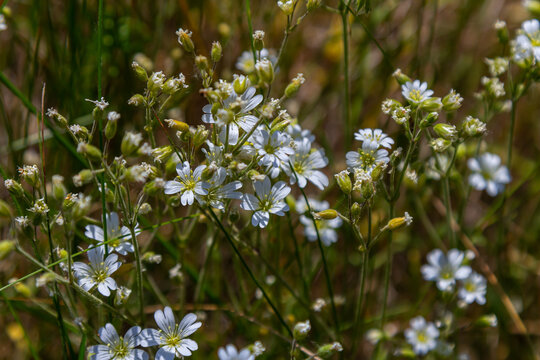 Cerastium arvense blooms in early June in the garden. Cerastium arvense, field mouse-ear and field chickweed, is a species of flowering plant in the pink family Caryophyllaceae. Berlin, Germany