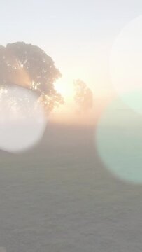 Vertical video: Sunrise starting bokeh discs drifting across mist field showing sun rays past tree