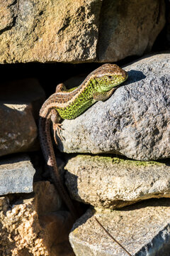 Green lizard basking on sunlit rock, close-up wildlife reptile.  Close-up of a green and brown lizard basking on sunlit rocks, detailed scales, natural habitat, wildlife reptile in warm light.