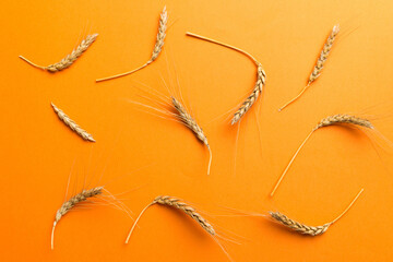 Fototapeta premium Sheaf of wheat ears close up and seeds on colored background. Natural cereal plant, harvest time concept. Top view, flat lay. world wheat crisis