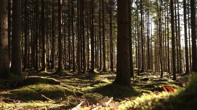 Cinematic low angle view of tall spruce treetops swaying gently in the wind, Nordic boreal forest. Peaceful nature scene for meditation, wellness, documentary or ambient backgrounds. 4K