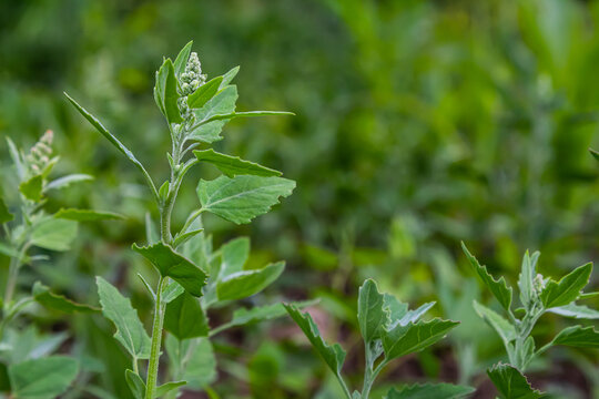 Chenopodium album, edible plant, common names include lamb's quarters, melde, goosefoot, white goosefoot, wild spinach, bathua and fat-hen