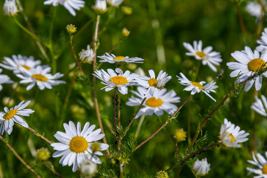 Matricaria chamomilla, commonly known as chamomile, wild chamomile, blue chamomile, or scented mayweed. A piece of the summer meadow