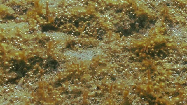 Sand covered by colony of benthic single-celled algae synthesis tiny gas bubbles gloving in sunshine. Long capsules of unicellular seaweed containing tiny gas bubbles writhe in waters current, closeup