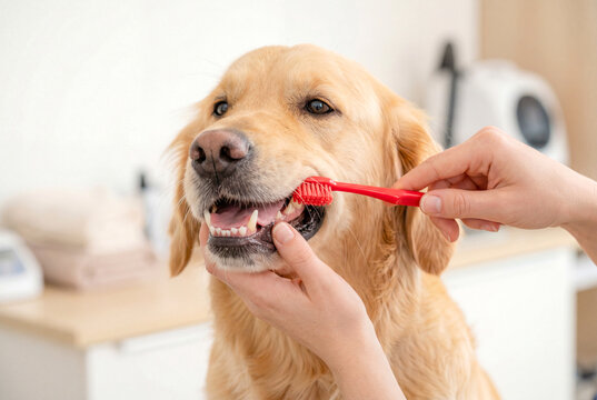 犬の歯を赤い歯ブラシで磨く手元