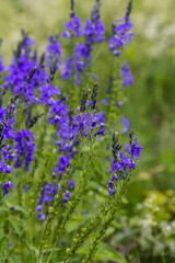 Fototapeta premium Veronica spicata spiked speedwell syn. Pseudolysimachion spicatum is a species of flowering plant in the family Plantaginaceae