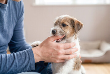 子犬とふれあう飼い主の手元