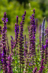 Obraz premium Salvia nemorosa, forest sage, beautiful bright color, violet blue flowers in bloom, muscadine flowering ornamental plants in the garden