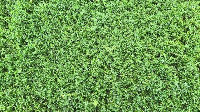 Wet knotgrass on meadow during a rain, top view