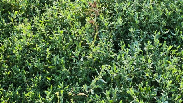 Knotgrass covered with morning dew on meadow close-up