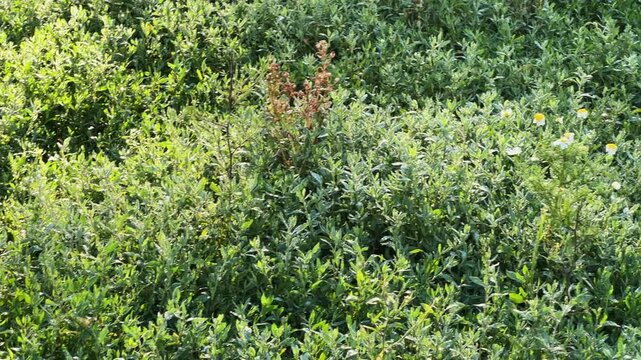 Knotgrass covered with morning dew on meadow close-up