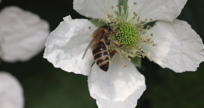 Honey bee collecting nectar from a white blackberry flower