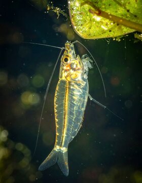 Close-up of a transparent phantom midge larva in its natural aquatic habitat, showcasing its unique anatomy and predatory features.
