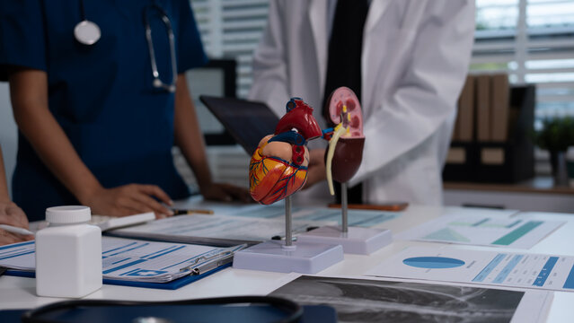 Anatomical heart and kidney models on a desk with medical charts, in a clinical office meeting with healthcare professionals discussing diagnostics and patient care.