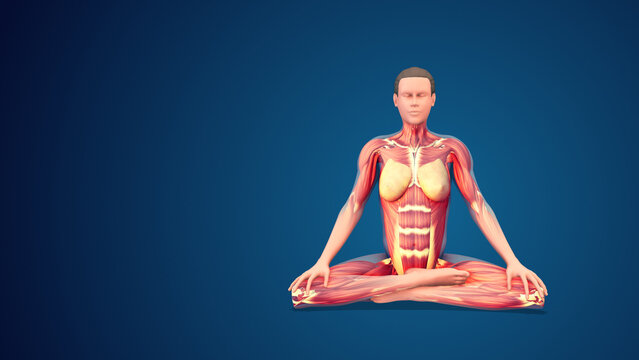 3D human Mulabandhasana or Root Lock yoga pose on blue background, loopable