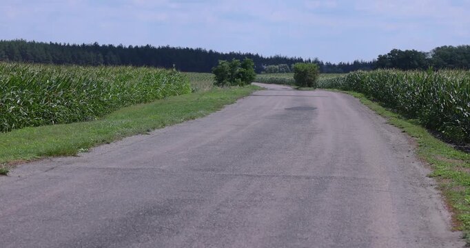 Driving pov on winding country road through corn fields