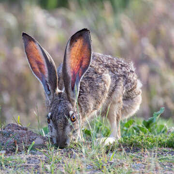 An alert black-tailed jackrabbit foraging in the grass, with large backlit ears and visible ticks near the base of its ears. Shoreline Lake and Park, Santa Clara County, California.