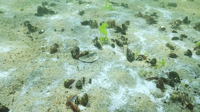 Gas bubbles rise from under sand, seabed with mussels is covered with slimy plaque of white marine mold (mycelium) and blue-green algae (cyanobacteria), microorganisms colonize sandy sea bottom 