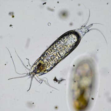 Microscopic view of a rotifer, a freshwater invertebrate, under magnification.