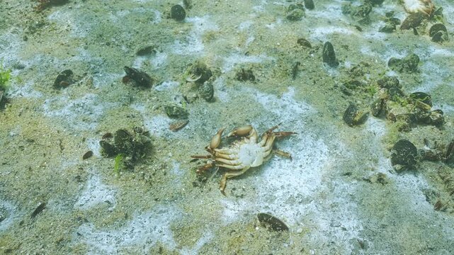 Sand covered with biofilm of decomposing microorganisms and deceased crabs lie in eutrophication hotspot. Group of Big-scale sand smelt (Atherina boyeri pontica) swim above sandy bottom