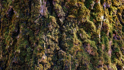 The bark of a tree covered with green moss and lichen, an old tree in a spring park.