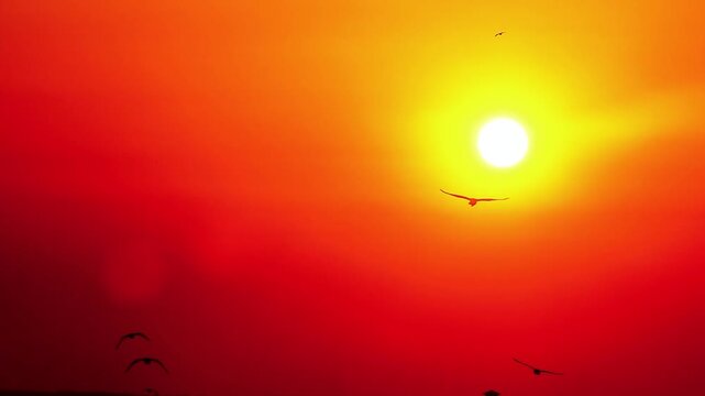 Silhouettes of seagulls flying across a glowing golden sunset with intense orange sky and bright sun. Dramatic vertical video with wide copy space, ideal for social media ads, travel visuals, and ci