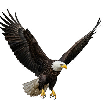 Bald eagle in mid-flight with wings spread wide