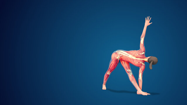 3D human Parivrtta Trikonasana or Revolved Triangle yoga pose on blue background, loopable