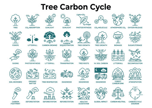 Tree carbon cycle and sequestration vector illustration showing environmental ecological processes.