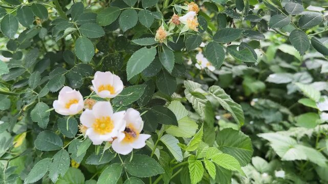 Blooming dog rose bush with white flowers in overcast day