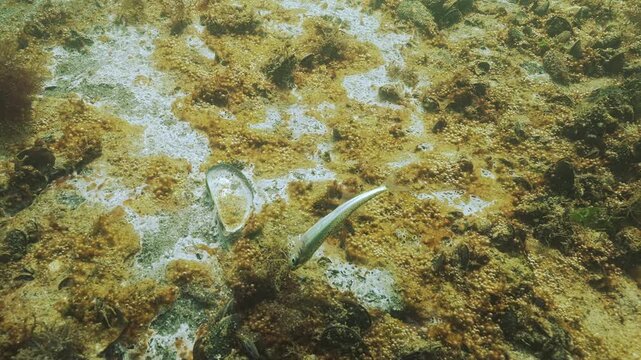 Death Big-scale Sand Smelt (Atherina boyeri) in zone of high eutrophication on seafloor covered by layer of decaying microalgae with gas bubbles. Mycelium and blue-green algae with tiny bubbles of gas
