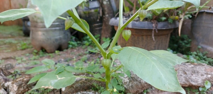 ground cherry
