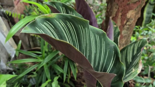 Calathea Ornata. Besides being a decorative houseplant, Calathea ornata functions as a good indoor air purifier.