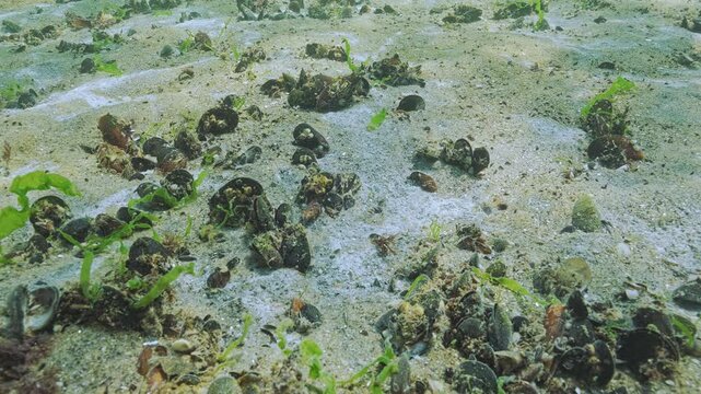 Colonies of benthic microorganisms (microalgae and bacteria) spread rapidly across sand among mussels on seafloor, from under this biofilm emerge trickle bubbles of gas 