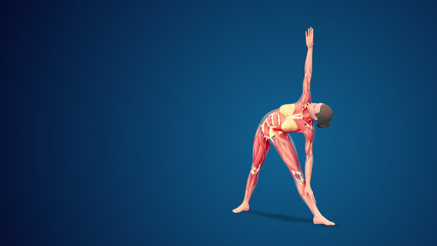 3D human Trikonasana or Triangle yoga pose on blue background, loopable