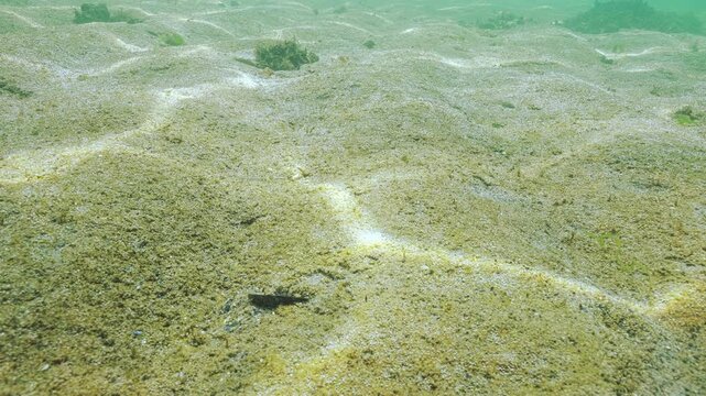 Golden-brown biofilm with multiple tiny gas bubbles shining in sunlit covers sandy seafloor. Thin layer of microalgae on sand with many microbubbles silvering in sun glare, benthic diatoms algae