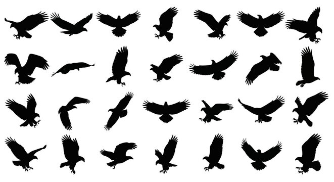 Collection of black bird silhouettes in various flight positions on white background