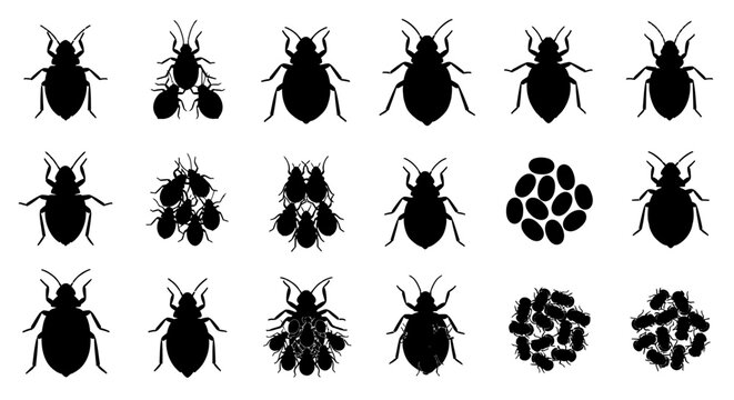 Collection of black bed bug silhouettes in various poses and clusters on white background