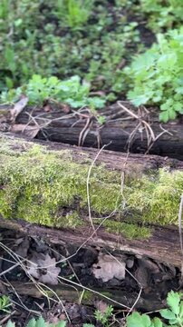 Close-up of moss growing on old fallen log in forest ground with natural green texture ideal for ecology themes, nature backgrounds and organic surfaces