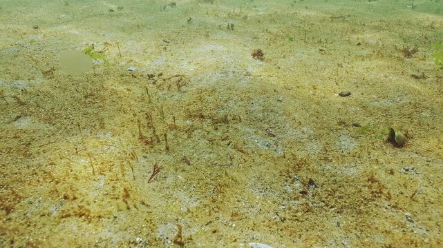Moving forwards above sand bottom covered with colony of golden-brown colored micro algae with tiny gas bubbles. Sun`s glare on sand completes this scene. Ecology of coastal waters on sandy shallows