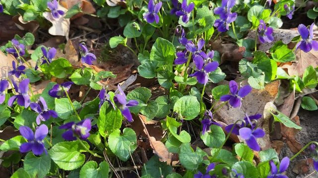 Blooming wild violet on glade in a forest close-up