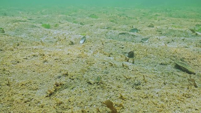 Brown slimy coating on sand with small bubbles (rapidly growing colony of microalgae that produces multiple bubbles of gas). Seabed with unicellular algae that release tiny gas bubbles into water