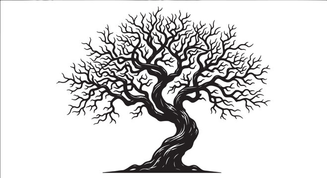 Black and white of a bare, twisted tree with spreading branches also transparent background