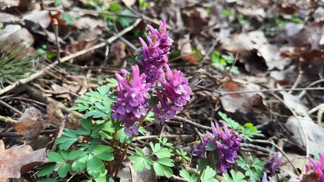 Bush of blooming fumewort in a forest close-up