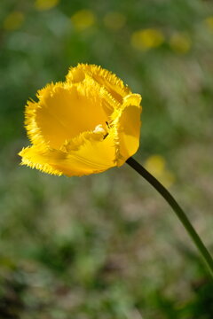 Gelbe Fransentulpe . Yellow ringed tulip