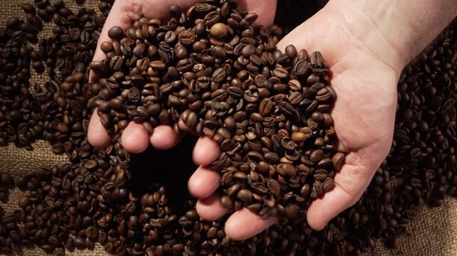 Close up male hands holding roasted beans of coffee while working in caffeine production