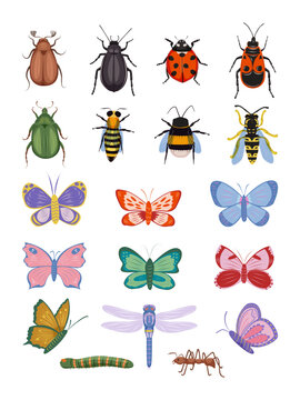 Summer set of cartoon insect with butterfly, beetle, ladybug, bee, wasp, ant caterpillar, cockchafer, and a dragonfly. Hand drawn flat vector illustrations isolated on white background.