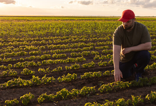 Agronomist inspecting young soybean plants in cultivated field.