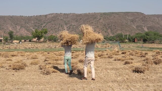 Indian farmers carrying harvested wheat bundles. traditional farming, harvest season, hard work, and rural life in India. Agriculture, sustainability, and food production
