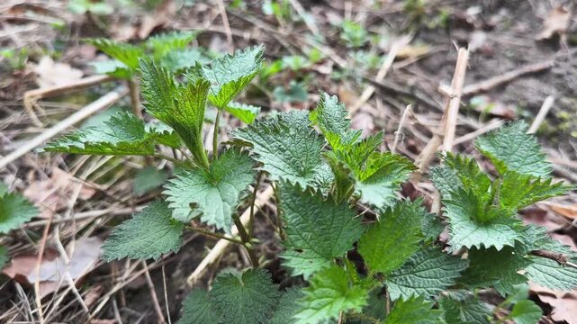 Young stinging nettle bush among last year's fallen leaves